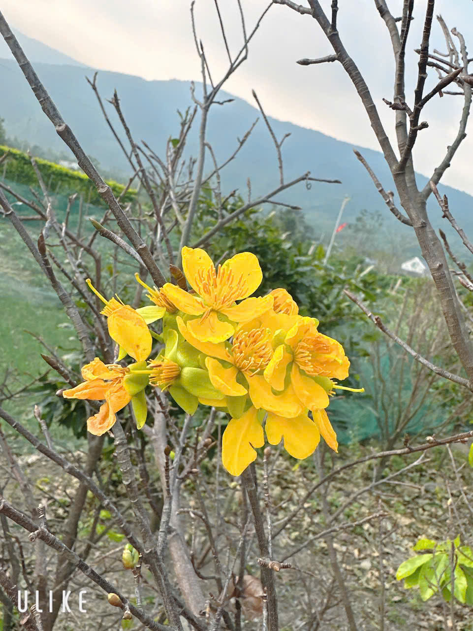 Mai vàng Kỳ Nam - Niềm tự hào và sản phẩm chủ lực trong  phát triển kinh tế của Nông dân phường Hoành Sơn