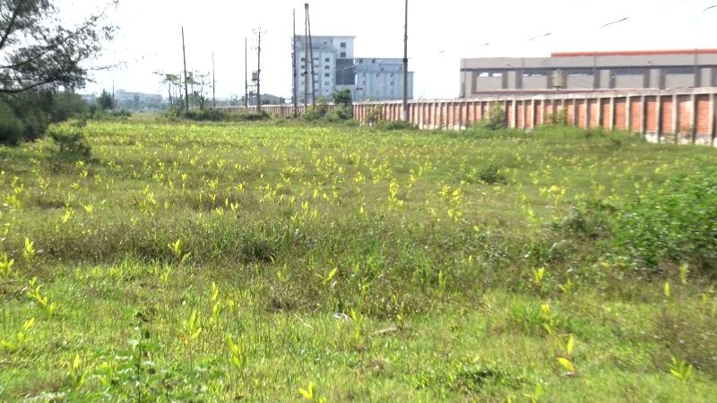 Phường Hoành Sơn xử lý cây trồng vi phạm trên đất Nhà nước quản lý