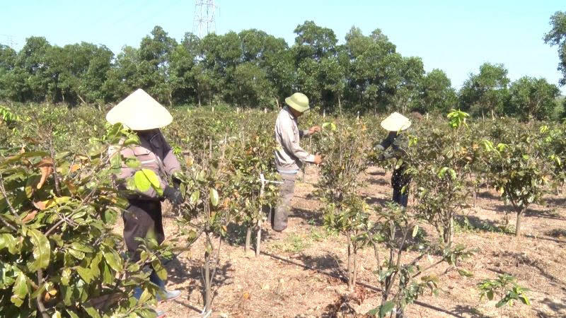 Vườn Mai ông Trần Xuân Hồ, nâng tầm nghề trồng Mai cảnh ở phường Hoành Sơn 
