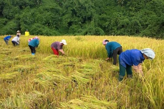 Từ ngày 20/10/2026, người sản xuất nông nghiệp không thuộc hộ nghèo, cận nghèo được hỗ trợ tối đa 50% phí bảo hiểm
