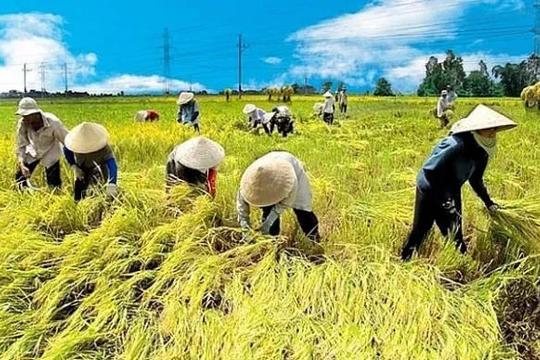 Nâng mức hỗ trợ phí bảo hiểm nông nghiệp từ 20/10/2026