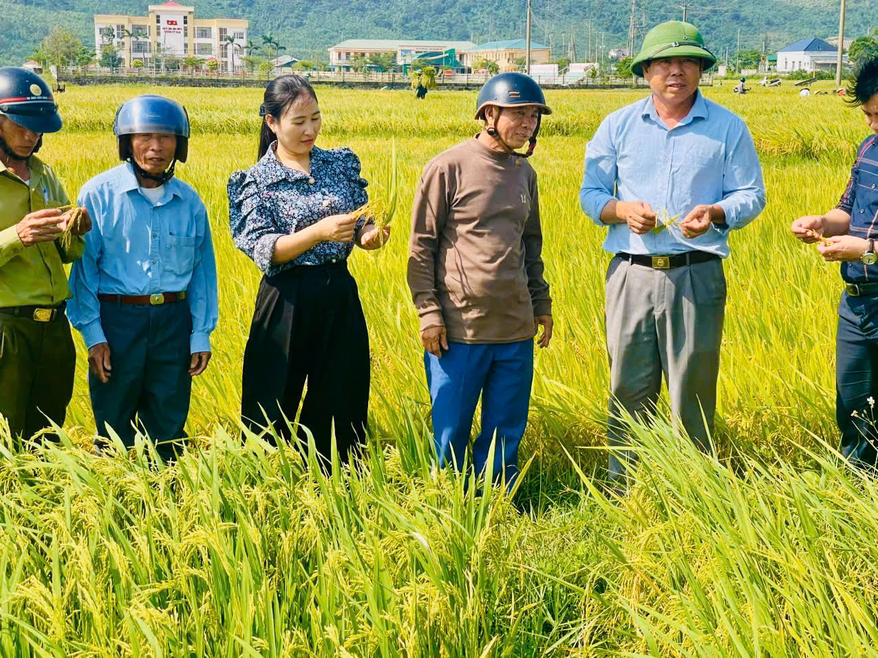 Kiểm tra, đánh giá năng suất vụ lúa Đông Xuân trên địa bàn phường 