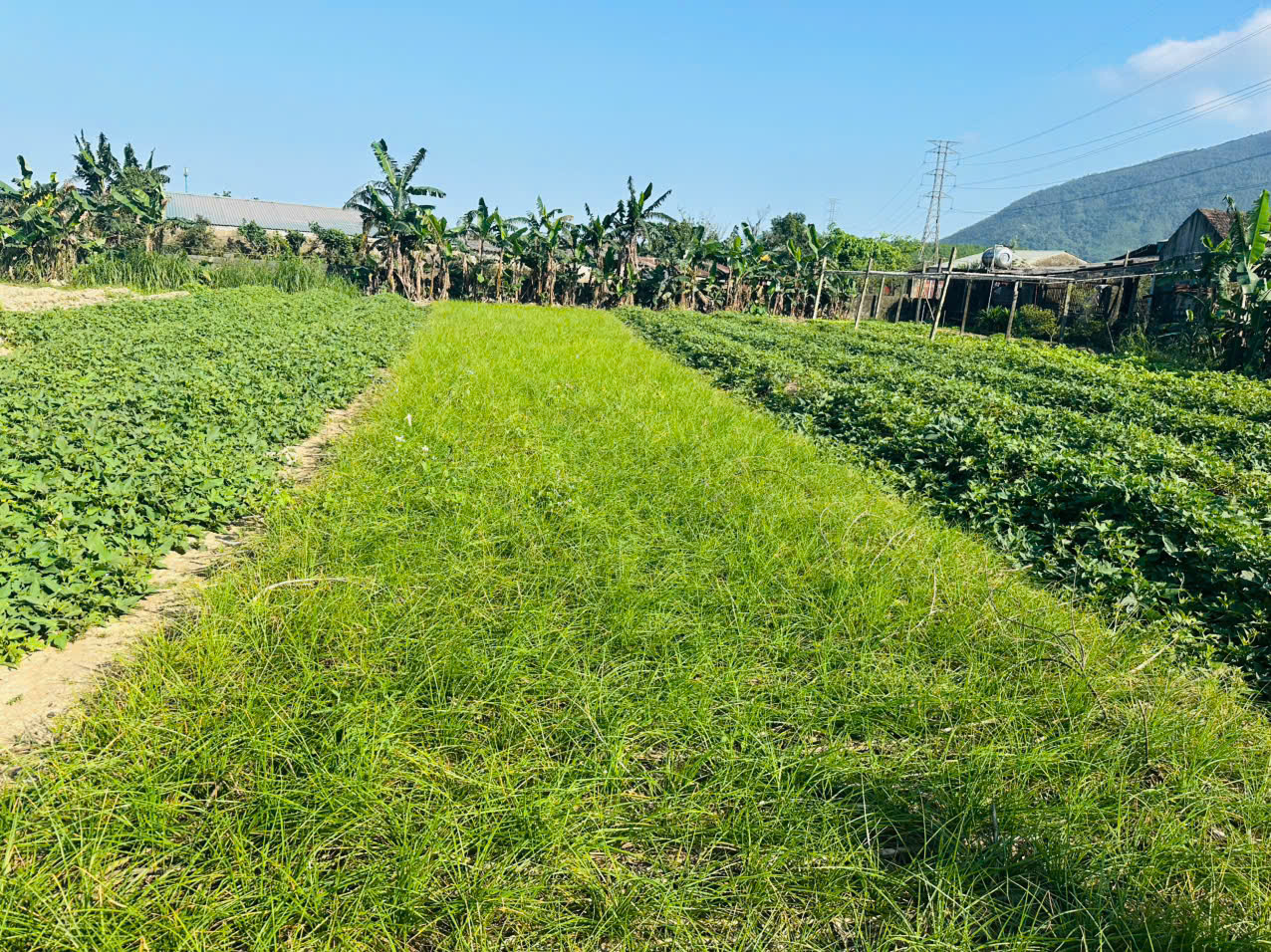 Phường Hoành Sơn đẩy mạnh mô hình cải tạo vườn tạp, trồng rau màu hiệu quả