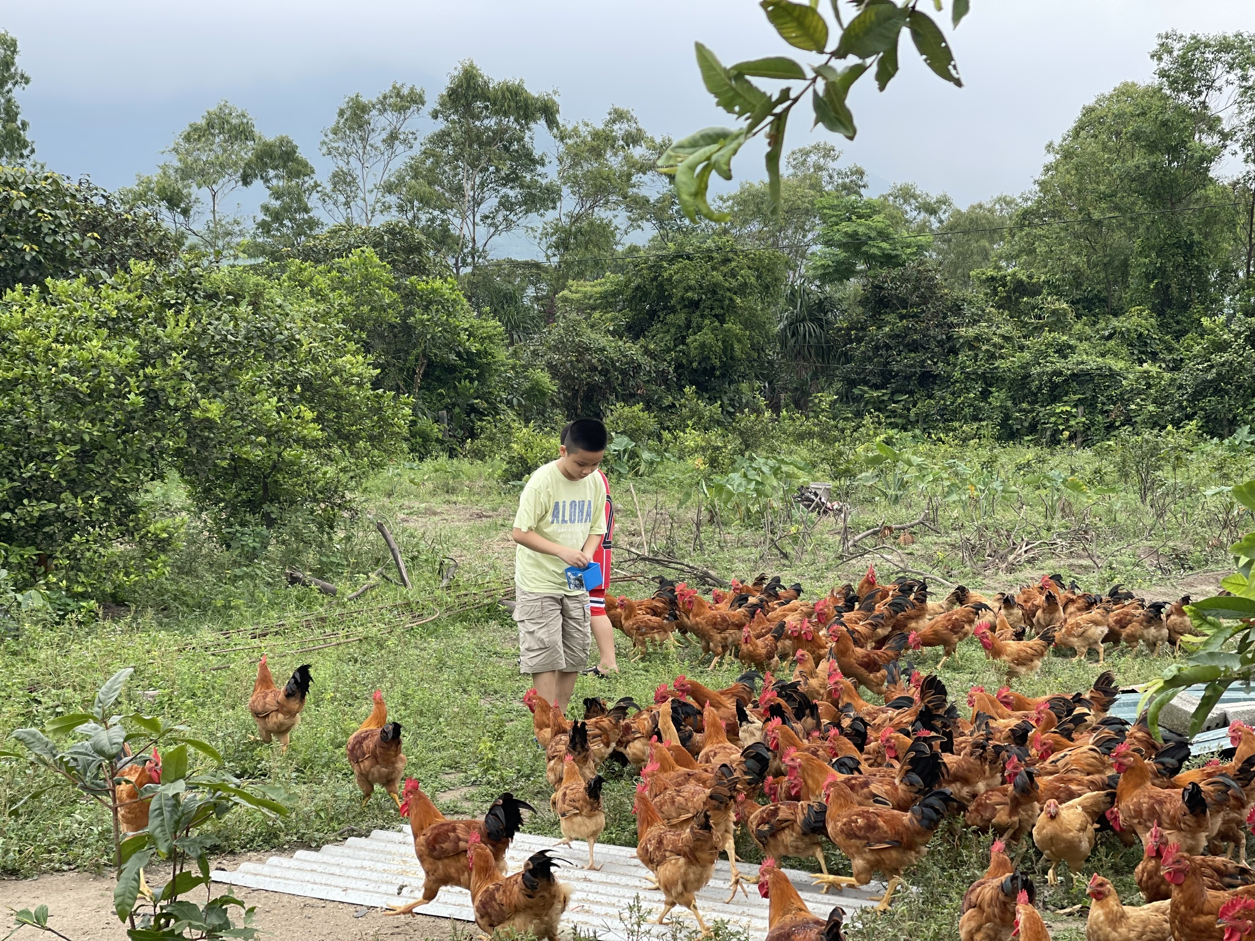 Mô hình kinh tế chăn nuôi gà thả vườn của hội viên nông dân ở Phường Hoành Sơn 